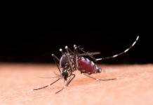 Casos de dengue caem 78% em 2025, mas risco de epidemia persiste em alguns estados