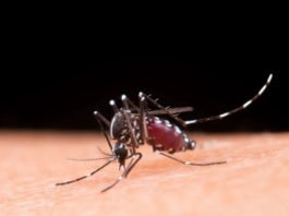 Casos de dengue caem 78% em 2025, mas risco de epidemia persiste em alguns estados
