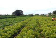 Governo cria linha de crédito de R$ 12 bi para produtores rurais