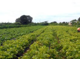Governo cria linha de crédito de R$ 12 bi para produtores rurais