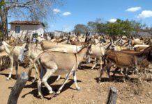 MP-BA questiona projeto de criação de jumentos em Amargosa e alerta para risco de extinção da espécie; prefeitura diz que só aprovará projetos dentro da lei