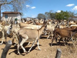 MP-BA questiona projeto de criação de jumentos em Amargosa e alerta para risco de extinção da espécie; prefeitura diz que só aprovará projetos dentro da lei