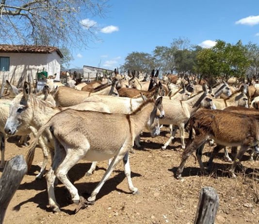 MP-BA questiona projeto de criação de jumentos em Amargosa e alerta para risco de extinção da espécie; prefeitura diz que só aprovará projetos dentro da lei