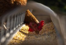 Gripe aviária: Mais 2 países retomam importação de frango brasileiro