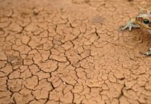 Nordeste segue com maior área afetada por seca, mas a Bahia registrou melhora em fevereiro, segundo a ANA; veja mais