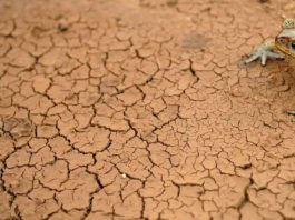 Nordeste segue com maior área afetada por seca, mas a Bahia registrou melhora em fevereiro, segundo a ANA; veja mais