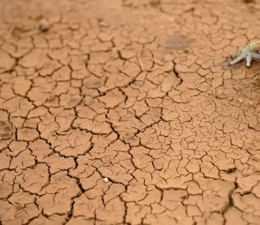 Nordeste segue com maior área afetada por seca, mas a Bahia registrou melhora em fevereiro, segundo a ANA; veja mais