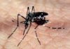 Mosquitos podem aprender a associar cheiro de repelente DEET à alimentação em laboratório, mostra novo estudo