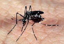 Mosquitos podem aprender a associar cheiro de repelente DEET à alimentação em laboratório, mostra novo estudo