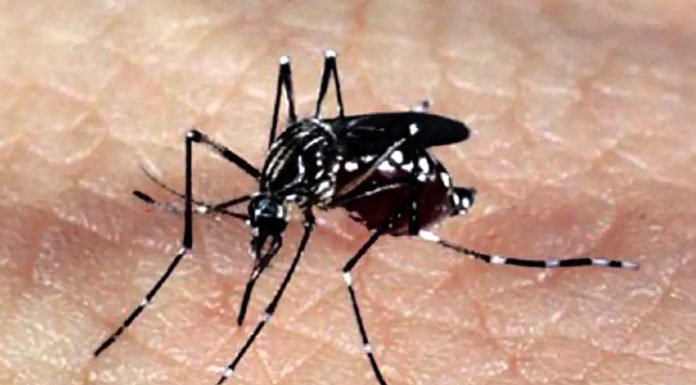 Mosquitos podem aprender a associar cheiro de repelente DEET à alimentação em laboratório, mostra novo estudo