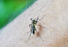 Casos de dengue na Bahia caem 86% e redução significativa foi registrada para chikungunya, zika e óbitos, diz a SESAB