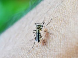 Casos de dengue na Bahia caem 86% e redução significativa foi registrada para chikungunya, zika e óbitos, diz a SESAB