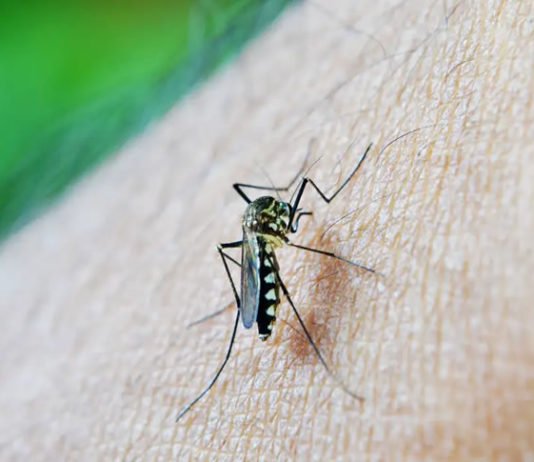 Butantan-DV: Anvisa publica registro da vacina contra dengue do Butantan; protege contra os quatro tipos de vírus