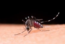Anvisa autoriza produção nacional de vacina contra chikungunya desenvolvida pelo Instituto Butantan