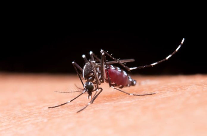 dengue