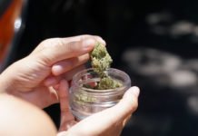 Uso de cannabis cresce no Brasil e avança entre meninas adolescentes, mostra novo levantamento nacional