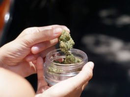 Uso de cannabis cresce no Brasil e avança entre meninas adolescentes, mostra novo levantamento nacional