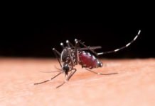 Brasil ganha a primeira vacina de dose única contra a dengue; Anvisa aprova imunizante do Butantan