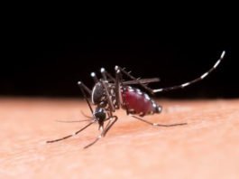Brasil ganha a primeira vacina de dose única contra a dengue; Anvisa aprova imunizante do Butantan