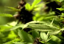 Maconha cresce, cocaína e crack se estabilizam: como os brasileiros aumentaram o consumo nos últimos 11 anos