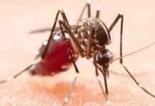 Zika: vacina brasileira é eficaz em camundongos e pode proteger contra complicações da doença