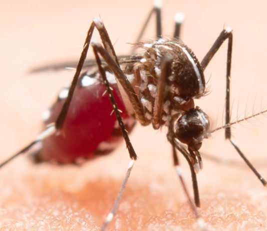 Zika: vacina brasileira é eficaz em camundongos e pode proteger contra complicações da doença