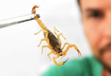 Crianças são mais vulneráveis a envenenamento por picada de escorpião e no Brasil há mais de 170 espécies