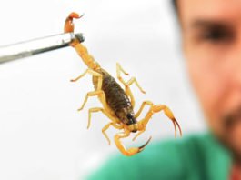Crianças são mais vulneráveis a envenenamento por picada de escorpião e no Brasil há mais de 170 espécies