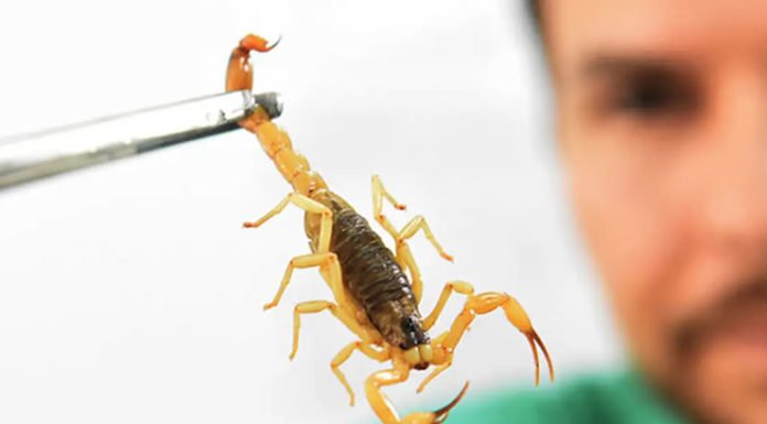 Crianças são mais vulneráveis a envenenamento por picada de escorpião e no Brasil há mais de 170 espécies