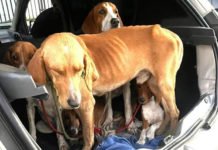 Brasil registra média de 13 casos de maus-tratos a animais por dia em 2025, aponta o Conselho Nacional de Justiça