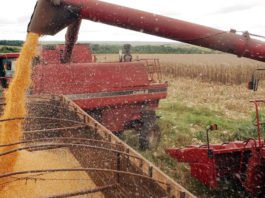 Soja, combustível e celulose: veja cenários dos principais produtos exportados pela Bahia no 1º semestre de 2025
