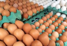 Bahia atinge recorde de rebanho bovino e produção de ovos em 50 anos; dados são da Pesquisa da Pecuária e do IBGE