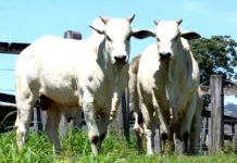 Produção agropecuária da Bahia tem recordes no 2º trimestre de 2025