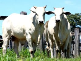 Bahia chega a 13,7 milhões de cabeças de gado e bate recorde histórico