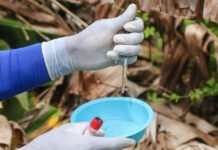 Mosquitos infectados com bactérias: como a genética atua na luta contra dengue, Zika e chikungunya; saiba mais