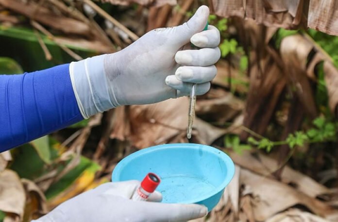 dengue