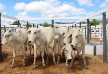 Brasil busca reverter veto da União Europeia a carnes