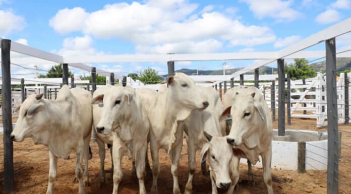 Brasil busca reverter veto da União Europeia a carnes