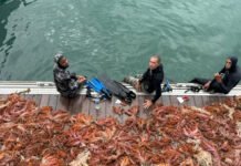 Mais de 5 toneladas de espécie de coral invasor são retiradas da Baía de Todos-os-Santos