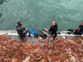 Mais de 5 toneladas de espécie de coral invasor são retiradas da Baía de Todos-os-Santos