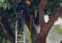 Santo Antônio de Jesus: Prefeitura inicia tratamento de árvores em avenidas e praças da cidade e ação atende recomendação do CONCIDADES; saiba mais