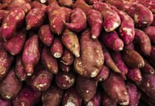 Puxada pelo mercado fitness, produção de batata-doce quase dobra no Brasil em 15 anos, mostra dados