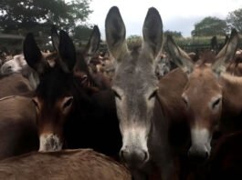 Tribunal Regional Federal derruba proibição do abate de jumentos em Amargosa e nova decisão reacende alerta para risco de extinção até 2030; confira mais