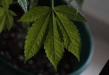 Entenda lei que autoriza distribuição de medicamentos à base de cannabis pelo SUS na Bahia