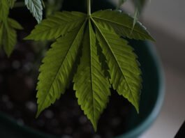 Entenda lei que autoriza distribuição de medicamentos à base de cannabis pelo SUS na Bahia