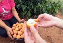 Achachairu: conheça fruta agridoce de origem boliviana que ajuda a controlar a pressão e conquista brasileiros