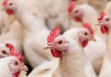 Bahia prorroga estado de emergência zoossanitária por mais 180 dias para prevenção da Gripe Aviária