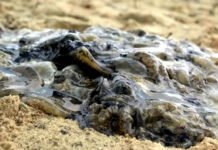 Mais de uma tonelada de medusa invasora é removida na Baía de Todos-os-Santos; material será analisado