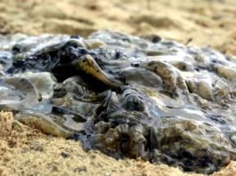 Mais de uma tonelada de medusa invasora é removida na Baía de Todos-os-Santos; material será analisado