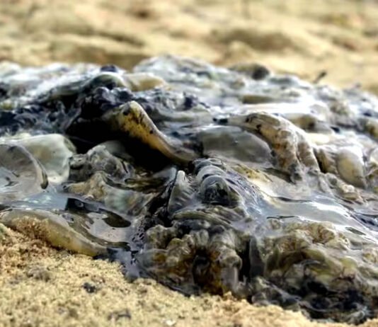 Mais de uma tonelada de medusa invasora é removida na Baía de Todos-os-Santos; material será analisado